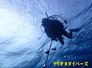 田子ダイビング
