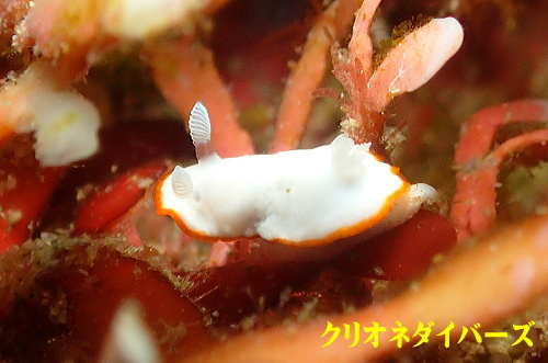 雲見ウミウシ