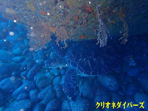 雲見アオウミガメ