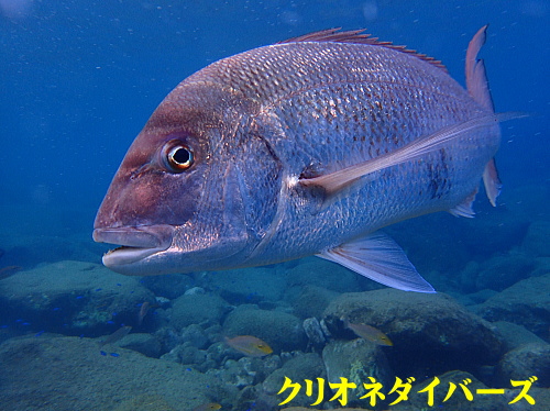 西伊豆黄金崎体験ダイビング