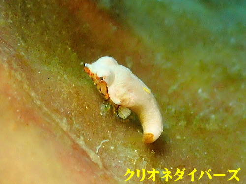 西伊豆雲見ダイビング