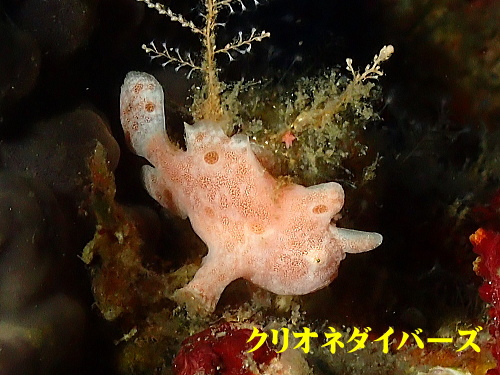 西伊豆雲見ダイビング