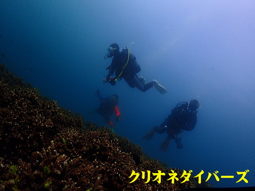 西伊豆田子ダイビング