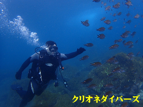 西伊豆ダイビングライセンス講習