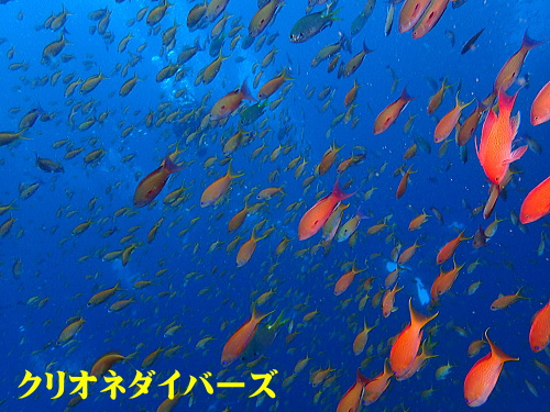 西伊豆田子ダイビング