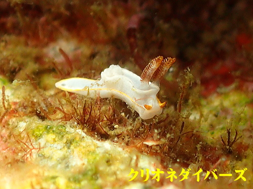 雲見ケラマコネコウミウシ