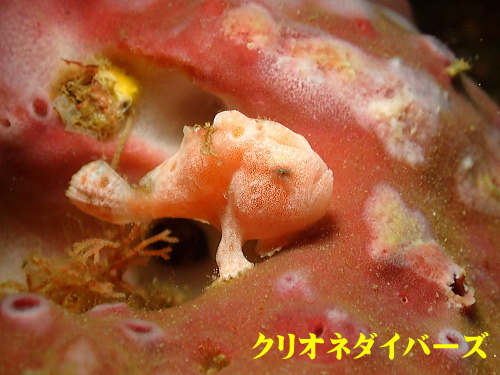 雲見ダイビング