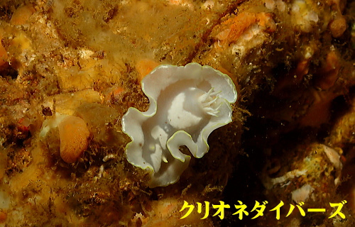 西伊豆雲見ダイビング