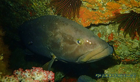 雲見の魚