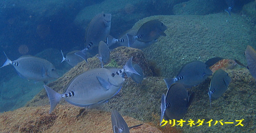 黄金崎体験ダイビング