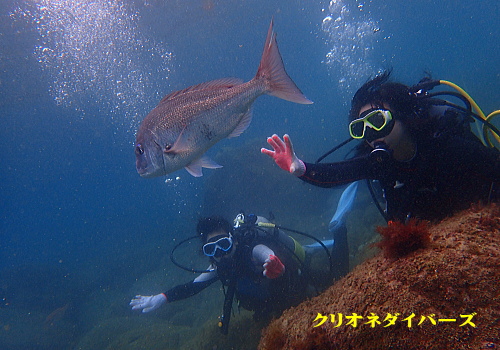 黄金崎体験ダイビング