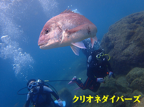 黄金崎体験ダイビング
