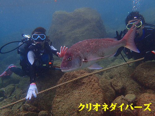 黄金崎体験ダイビング