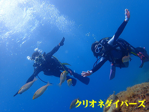 黄金崎体験ダイビング