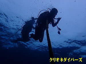 西伊豆雲見ダイビング