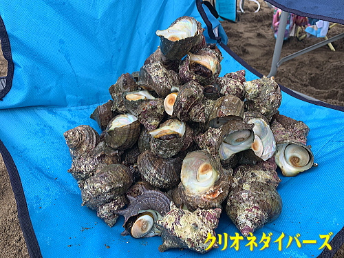 雲見サザエ狩りイベント