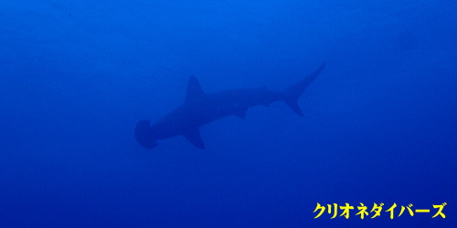 ハンマーヘッドシャーク神子元島
