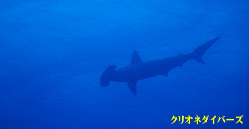 ハンマーヘッドシャーク神子元島