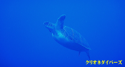 ハンマーヘッドシャーク神子元島