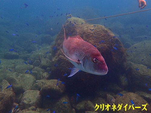 黄金崎シュノーケリング