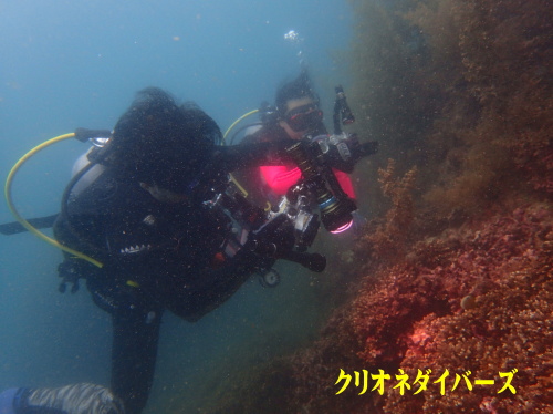 西伊豆田子ダイビング