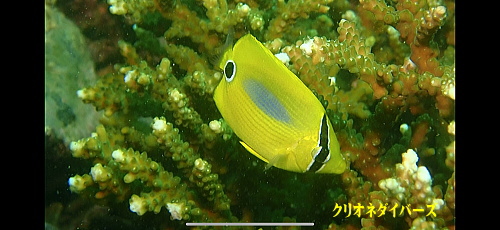 西伊豆田子ダイビング