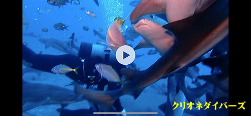 館山サメツアー