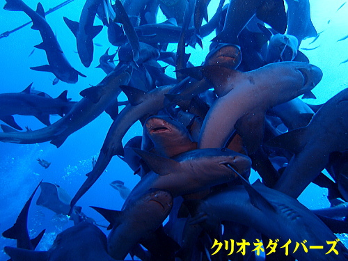 館山サメツアー