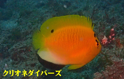 田子ダイビング