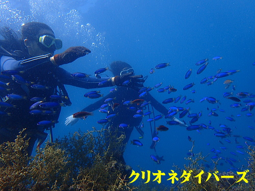田子体験ダイビング