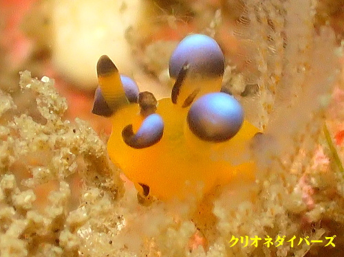 田子ファンダイビング
