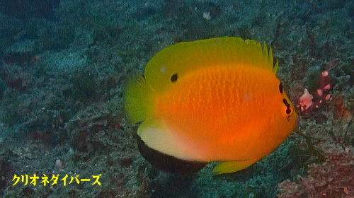 田子ファンダイビング