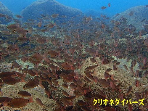 黄金崎体験ダイビング
