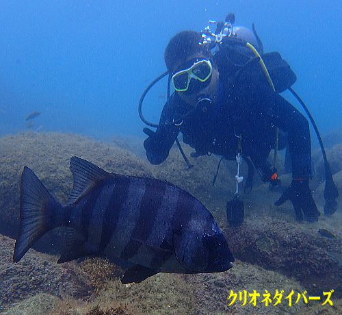 黄金崎体験ダイビング