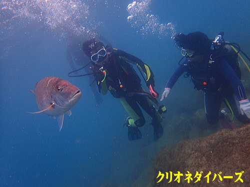 黄金崎体験ダイビング