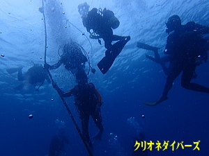 西伊豆雲見ダイビング