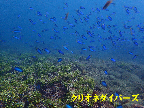 西伊豆田子体験ダイビング