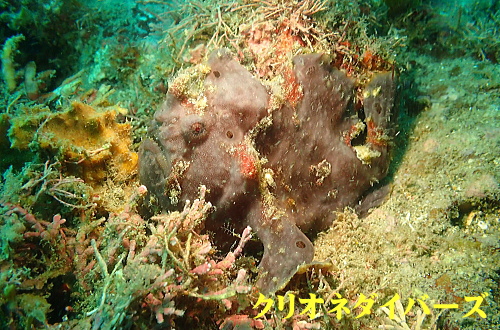 西伊豆雲見体験ダイビング