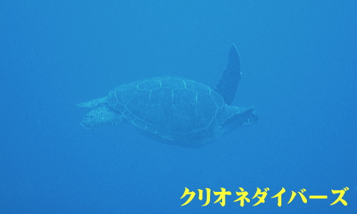 西伊豆雲見体験ダイビング