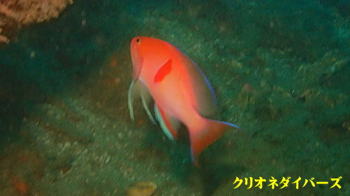 田子ダイビング生物