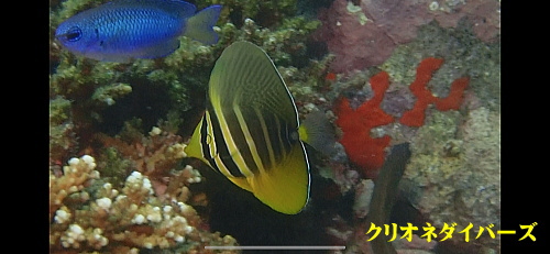 田子ダイビング生物