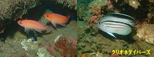 田子ダイビング生物