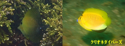 田子ダイビング生物