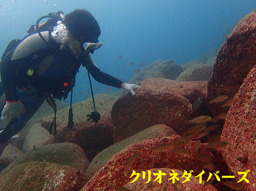 雲見体験ダイビング