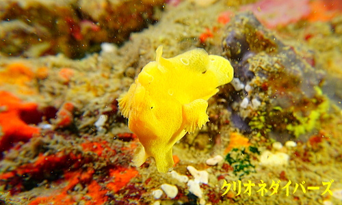 西伊豆雲見生物