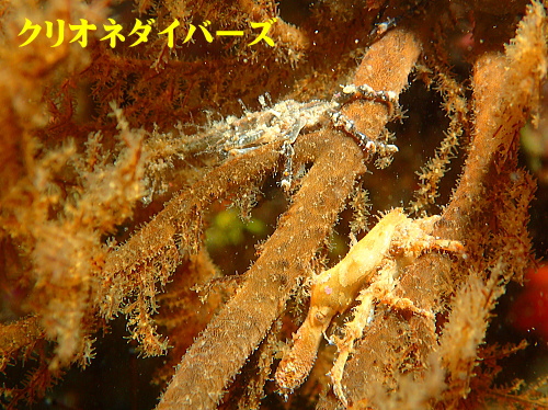 西伊豆雲見生物