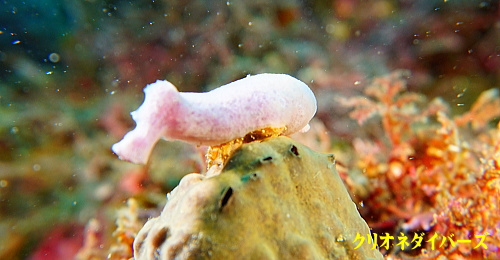 西伊豆雲見生物