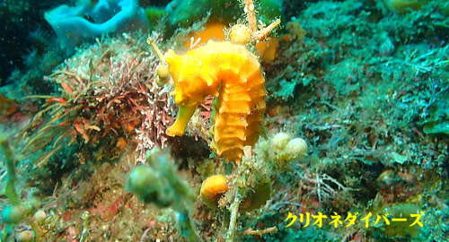 西伊豆雲見生物