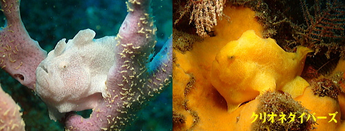 西伊豆雲見生物
