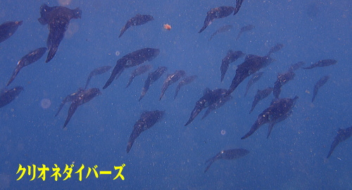 西伊豆黄金崎体験ダイビング